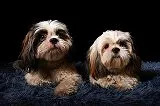 無料ジグソーパズルゲーム「モフモフの犬」