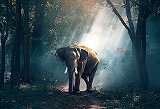 Free Online Jigsaw Puzzle:Elephant walking through the forest