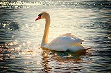 Free Online Jigsaw Puzzle:Swan swimming in the lake