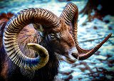 Free Online Jigsaw Puzzle:Mouflon (a type of sheep)
