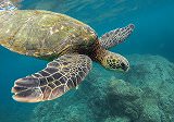Free Online Jigsaw Puzzle:Sea turtle underwater