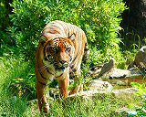 Free Online Jigsaw Puzzle:Wild tiger