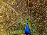 Free Online Jigsaw Puzzle:Peacock with its feathers spread