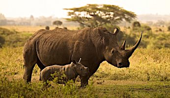 Free Online Jigsaw Puzzle:Rhino with its offspring