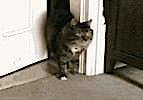 Free Online Jigsaw Puzzle:Cat Entering through a Door