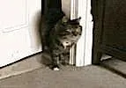 動画のジグソーパズル