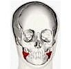 Free Online Jigsaw Puzzle:3D Visualization of a Skull