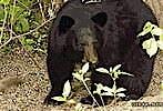 Free Online Jigsaw Puzzle:Bear Scared of a Puppy
