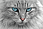 Free Online Jigsaw Puzzle:Approaching Cat