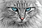 無料ジグソーパズルゲーム「迫ってくる猫」