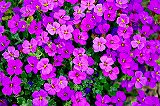 Free Online Jigsaw Puzzle:Greek Flowers
