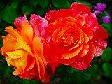 Free Online Jigsaw Puzzle:Rose