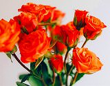 Free Online Jigsaw Puzzle:Orange Rose