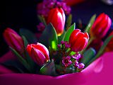 Free Online Jigsaw Puzzle:Tulip
