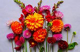 Free Online Jigsaw Puzzle:Dahlia