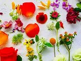 無料ジグソーパズルゲーム「花びらアレンジ」