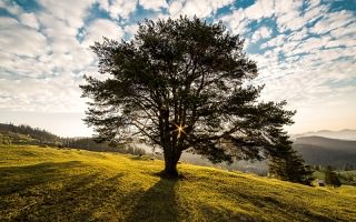 Free Online Jigsaw Puzzle 'Sunbeams through Trees (Romania)'