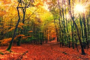 Nature Jigsaw Puzzle