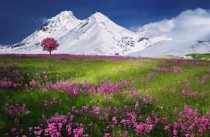 Nature Jigsaw Puzzle