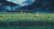 Ghibli 'Only Yesterday' Jigsaw Puzzle (Free browser game)